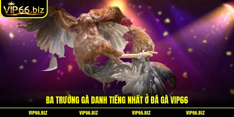 Ba trường gà danh tiếng nhất ở đá gà VIP66