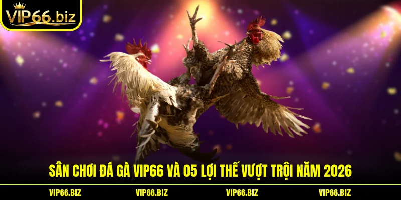 Sân Chơi Đá Gà VIP66 Và 05 Lợi Thế Vượt Trội Năm 2026